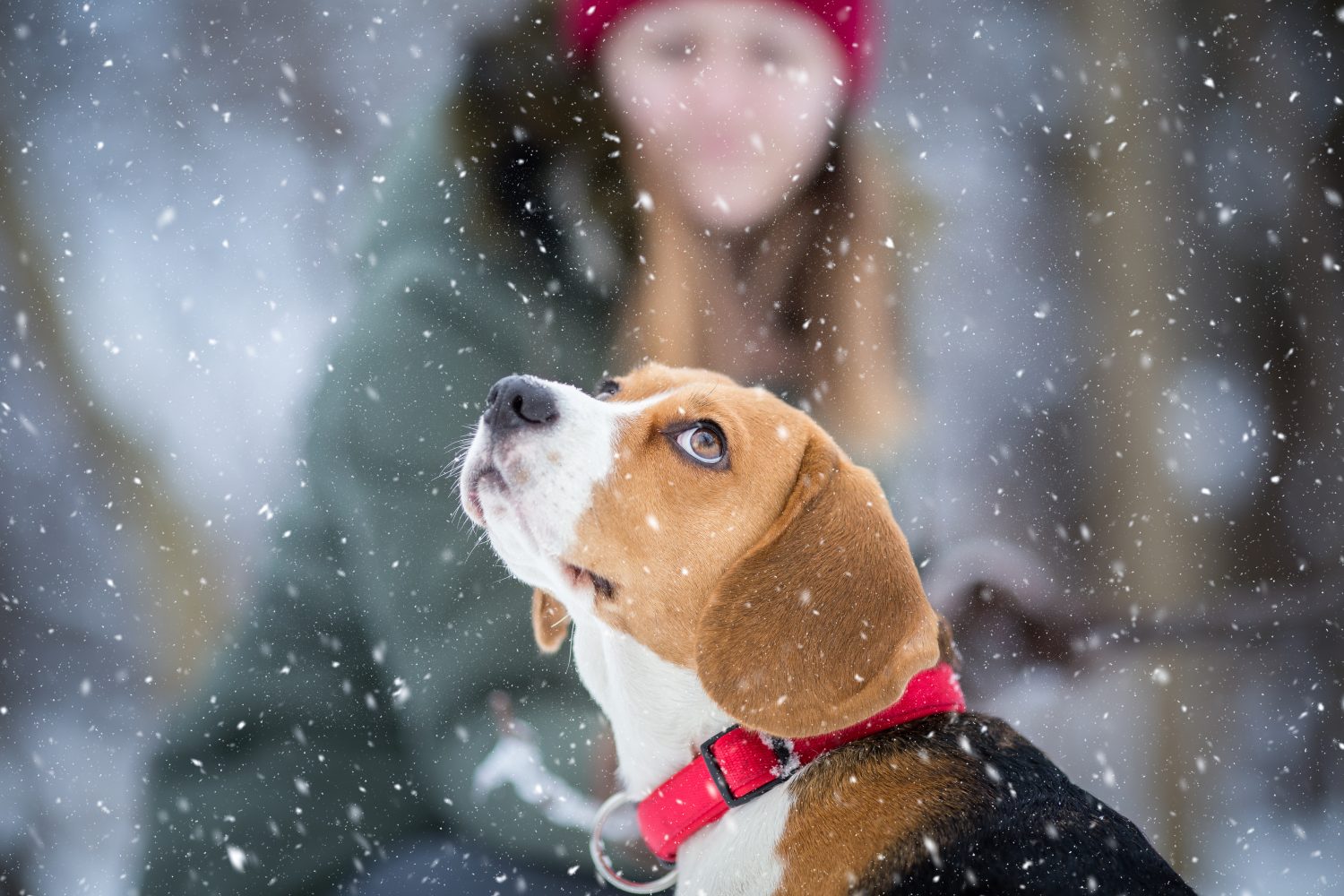 winter-weather-pet-tips-lincolnshire-animal-hospital-lincolnshire
