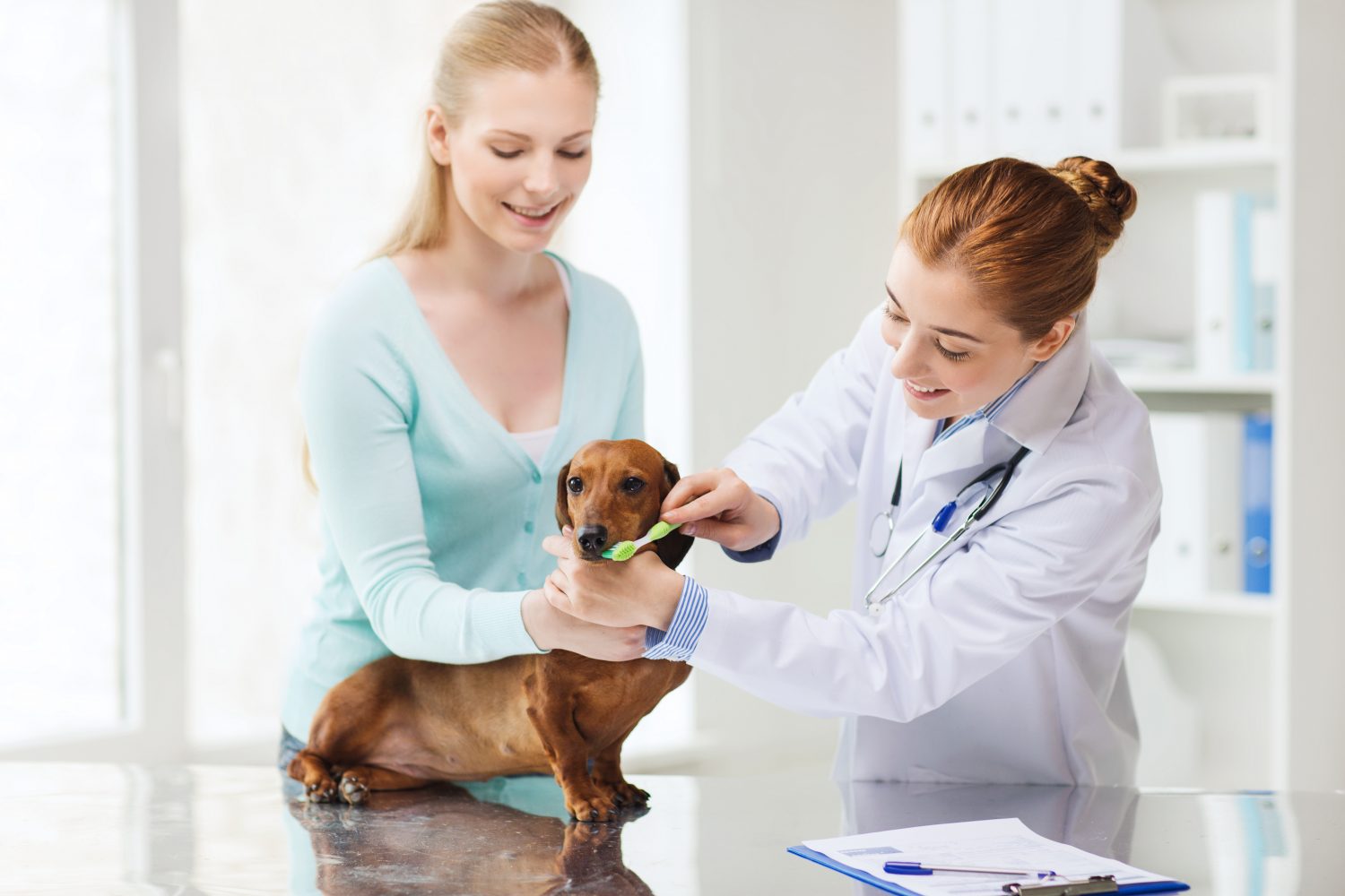 happy woman holding a dachshund dog while a smiling veterinarian brushes the dog's teeth