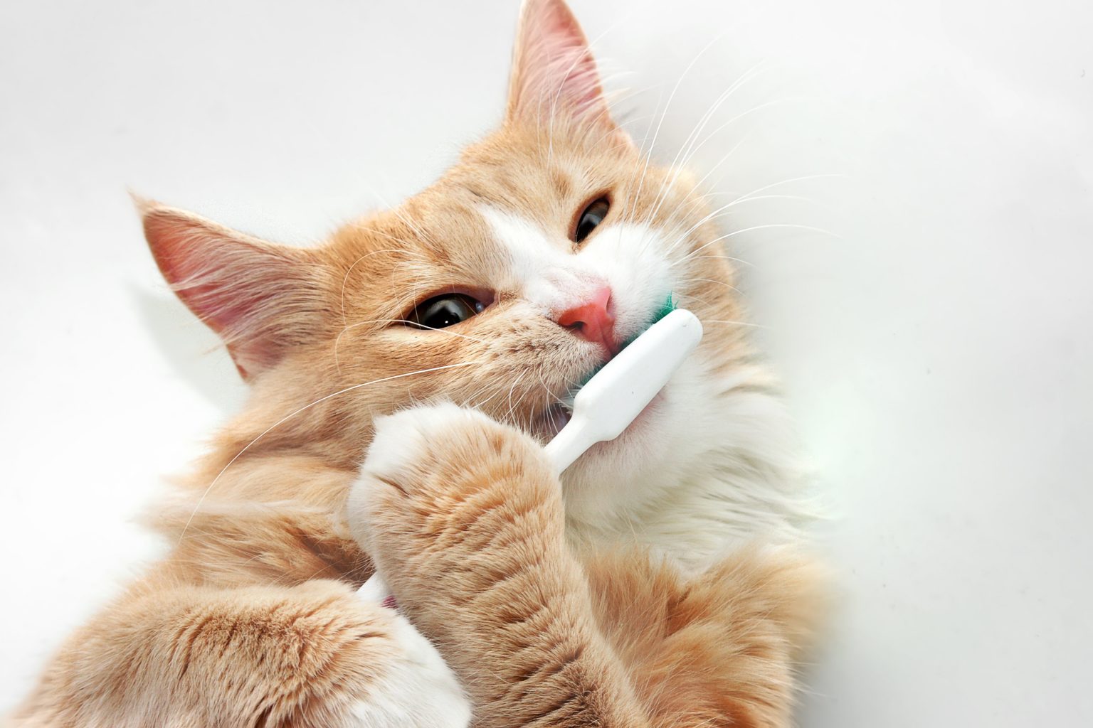 Pet Dental Month Facts: Did You Know? - Lincolnshire Animal Hospital