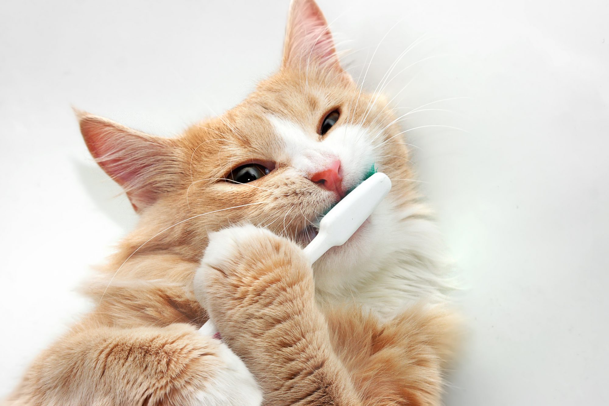 red cat brushing teeth with green toothbrush pet dental month