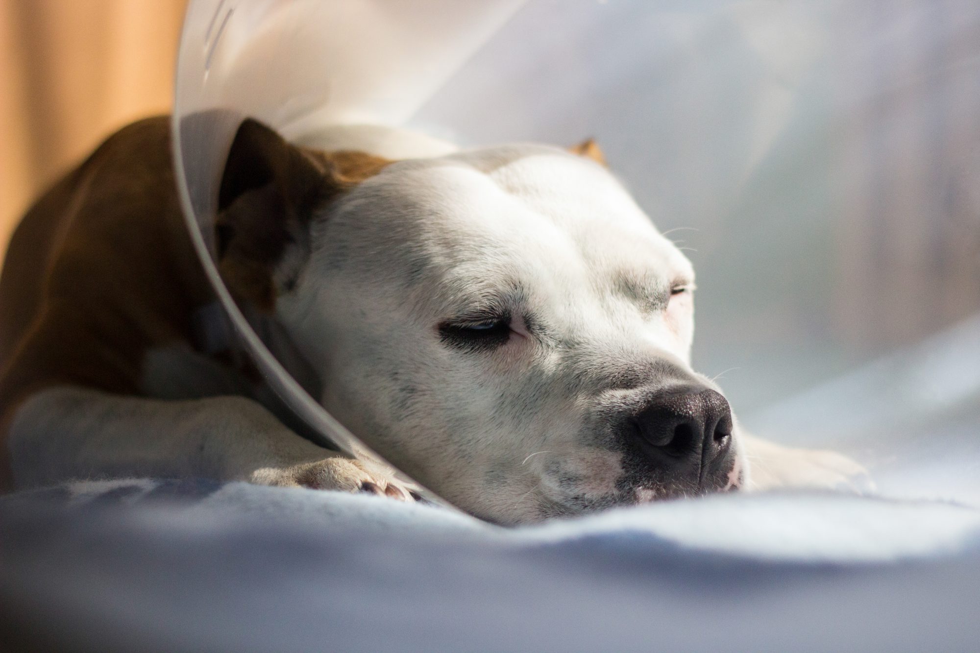 pitbull dog in a plastic vet collar not feeling well