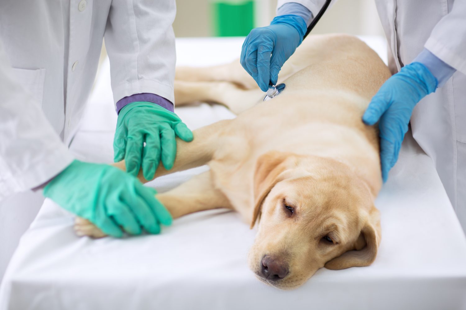 Toxic Treats What You Need to Know Lincolnshire Animal Hospital