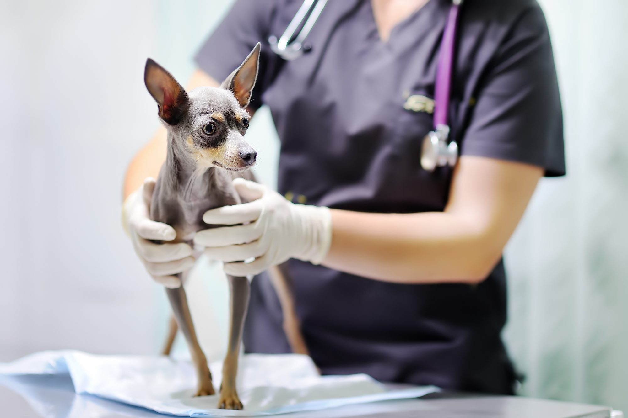 small dog getting examined on by a female veterinarian