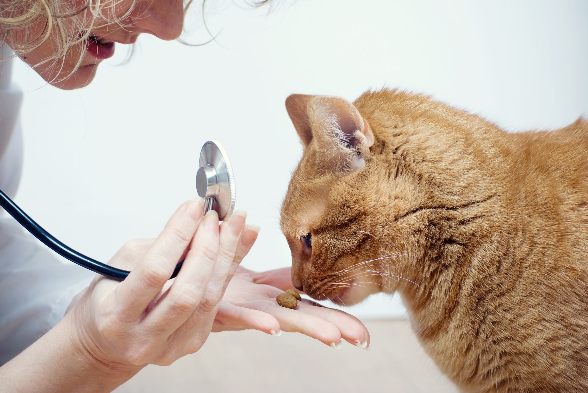 cat sniffing a treat in the hand of a veterinarian holding a stethoscope