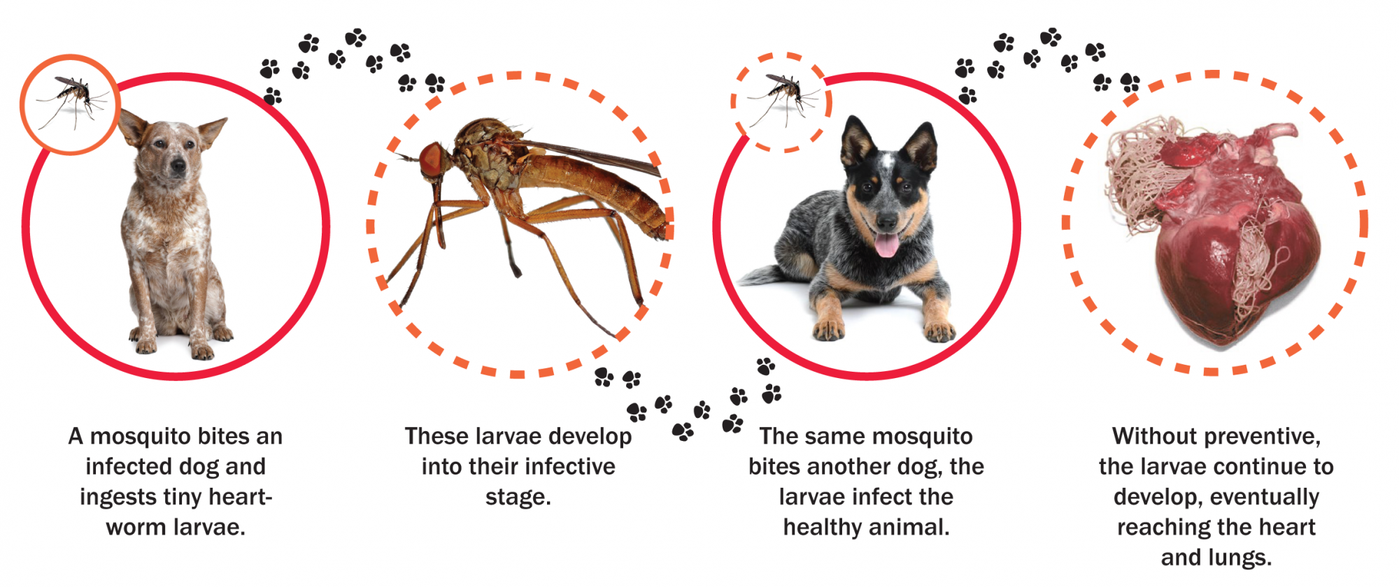 graphic showing how heart worm speads