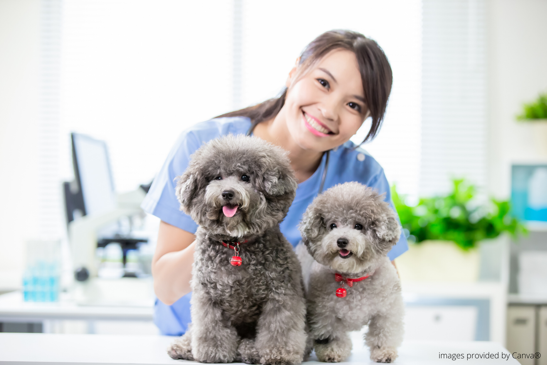 two dogs smiling with a veterinary employee