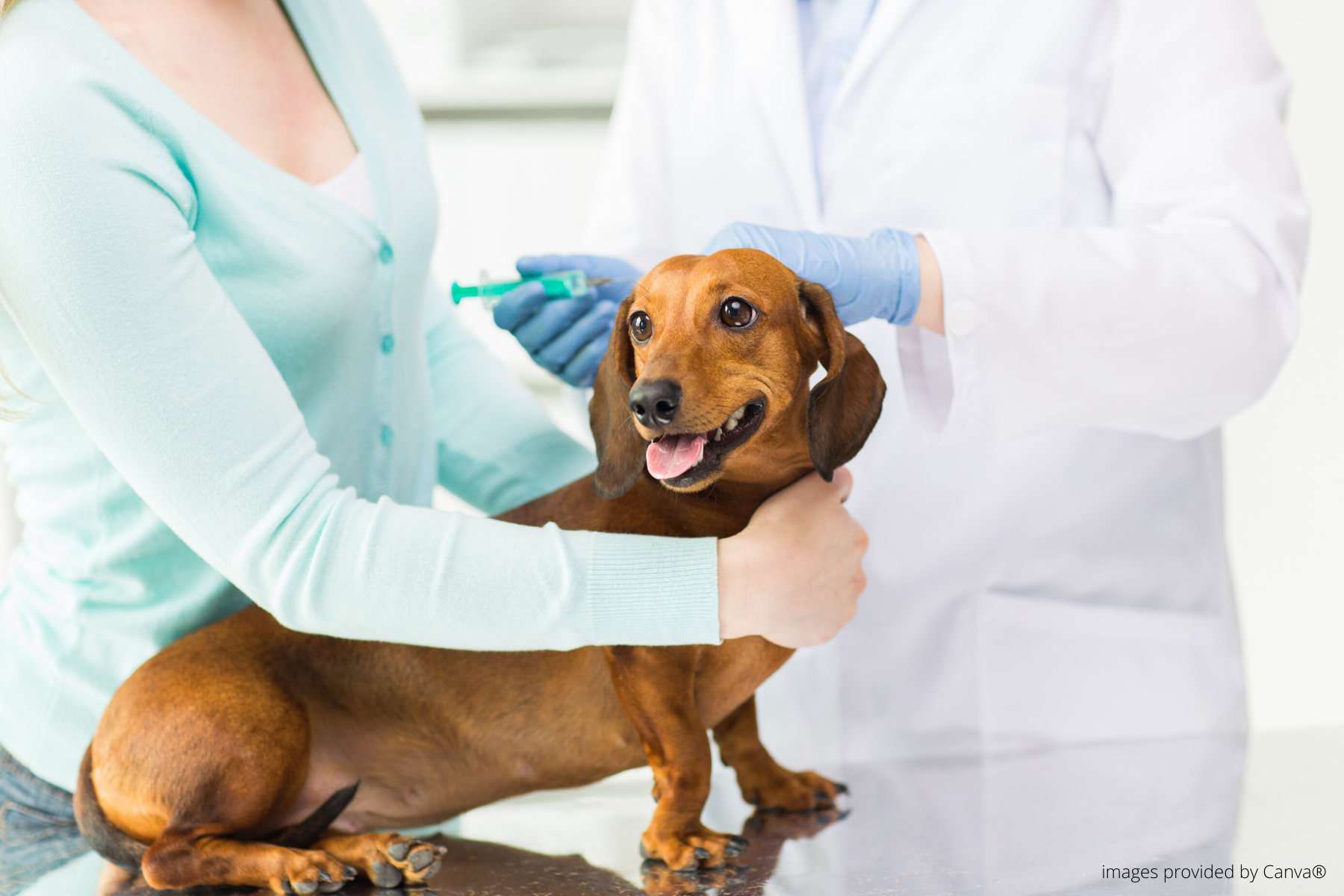 dachshund sitting on a veterinary exam table getting a vaccine