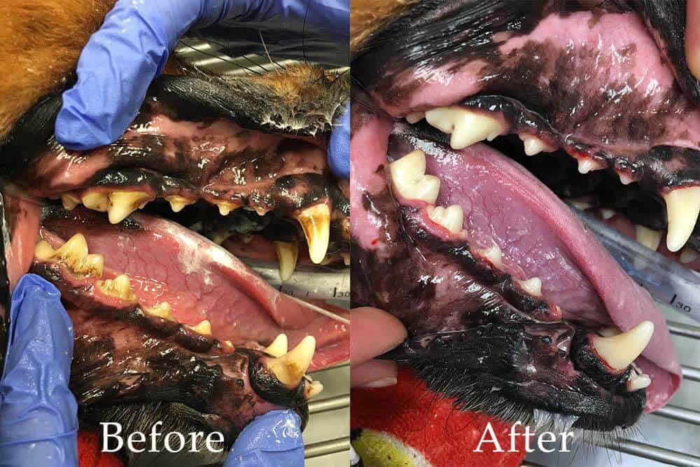 Dog's teeth before and after cleaning