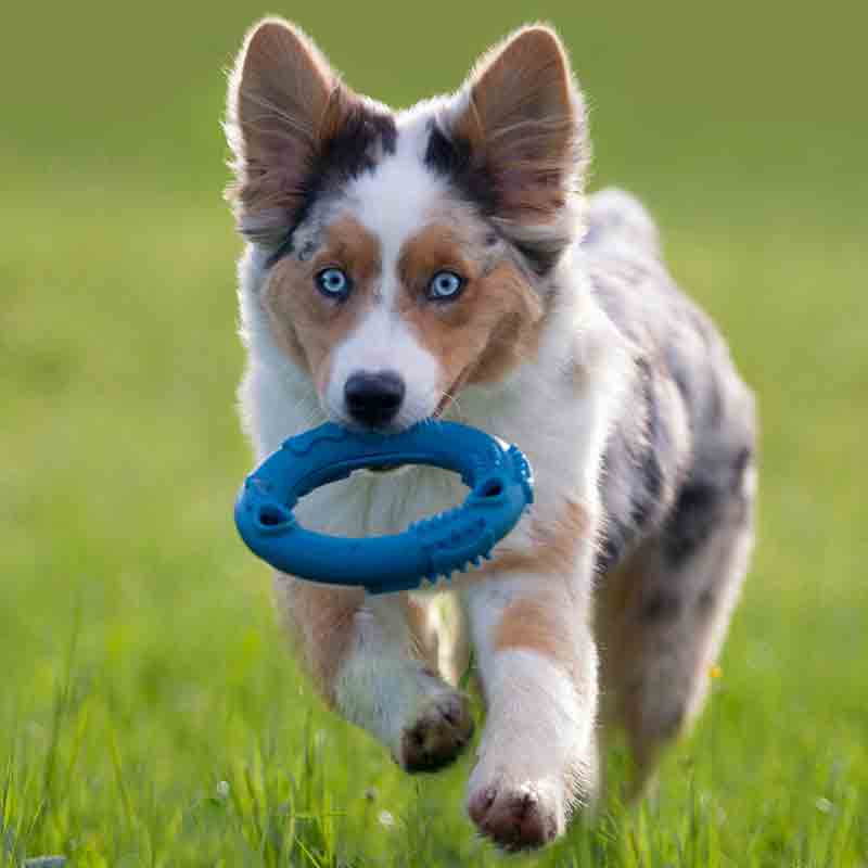 Puppy Running