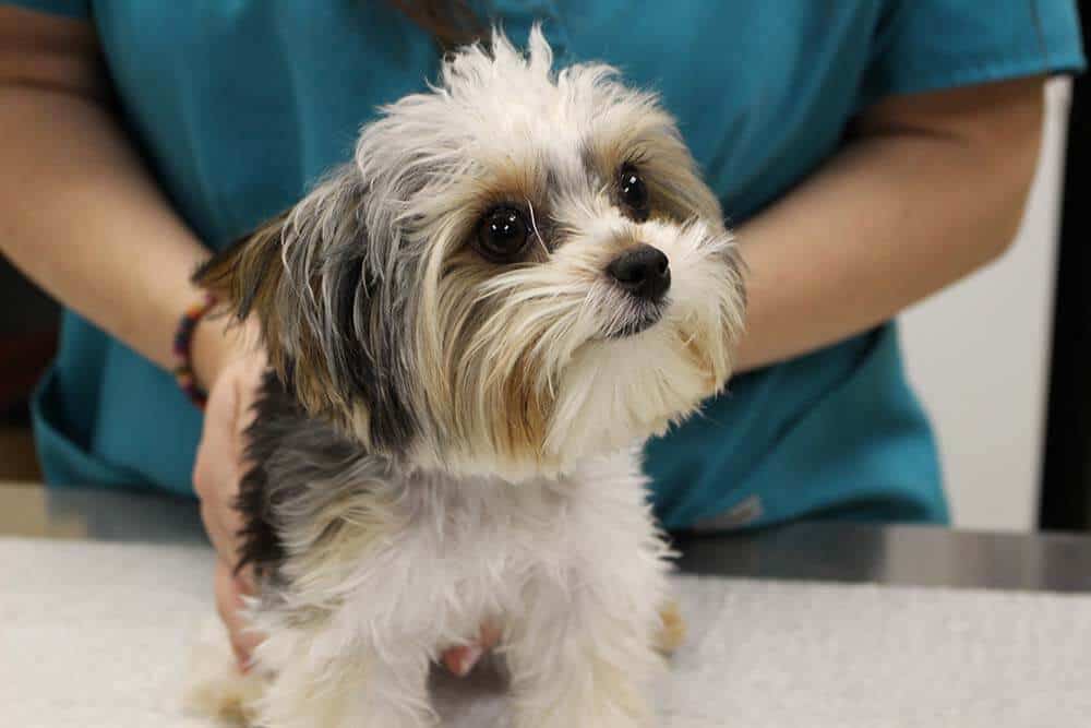 A dog being treated
