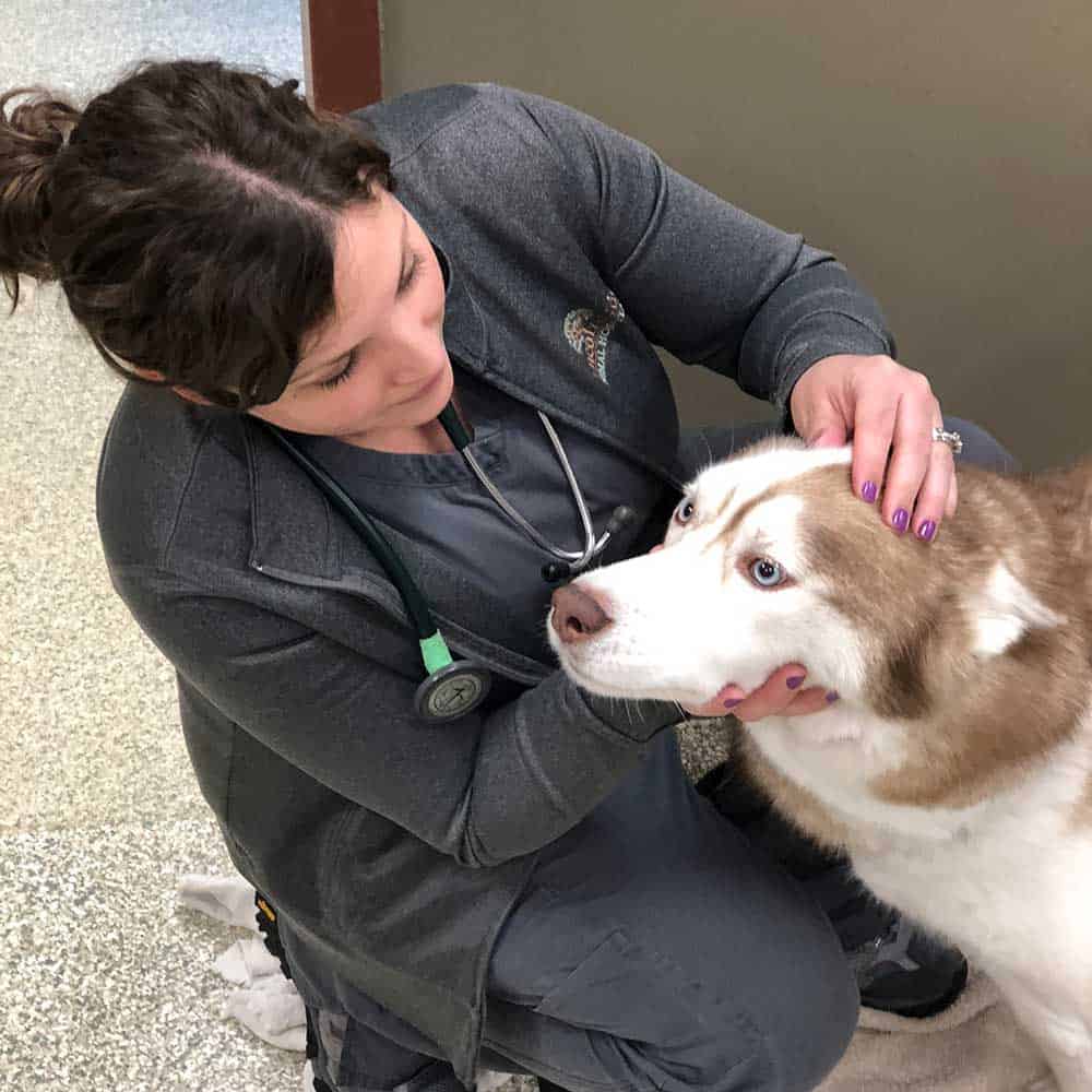 Vet examining a dog