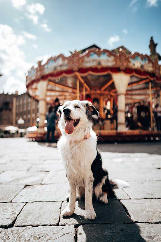 A dog by a carousel A dog by a carousel